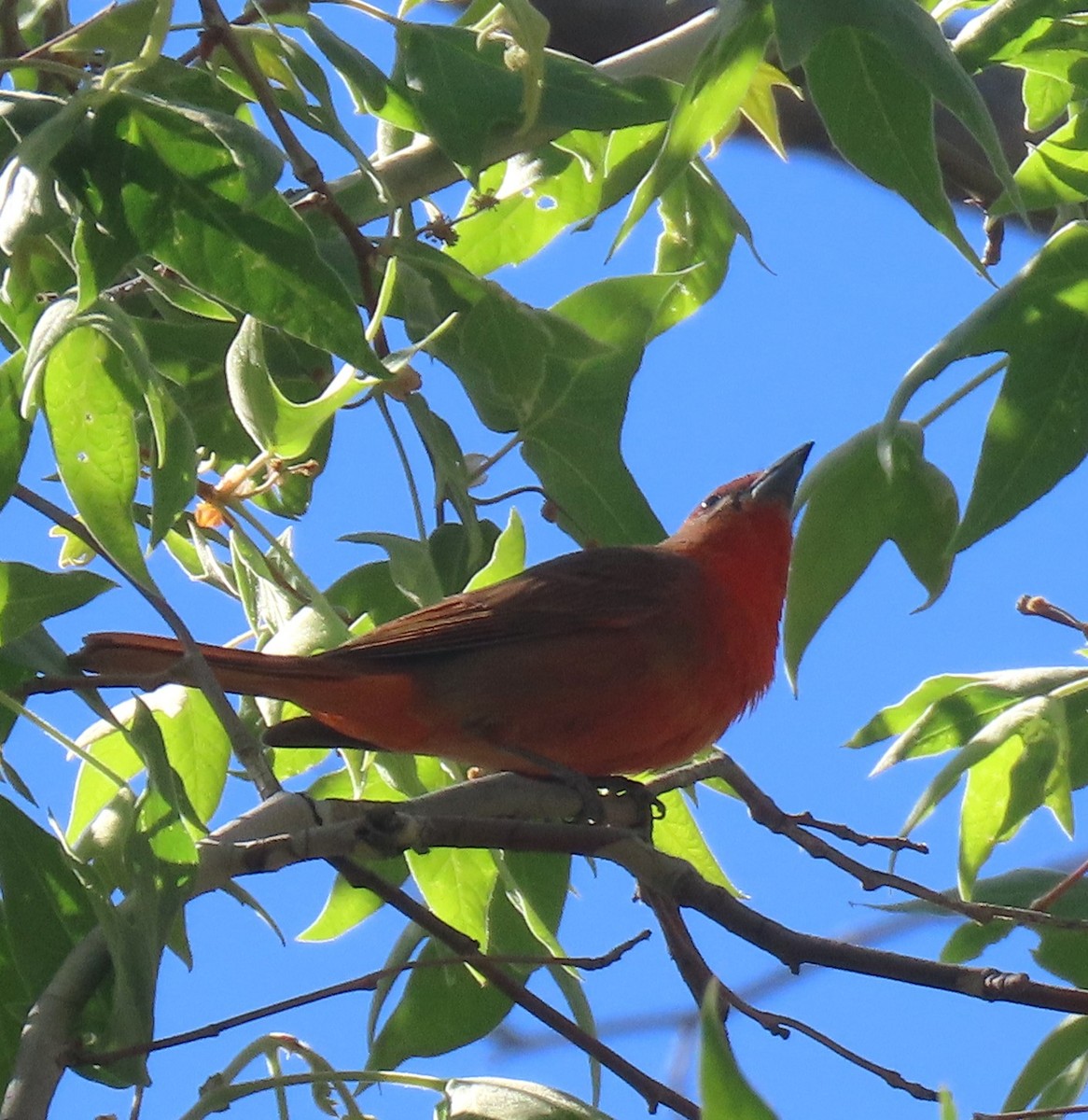 Hepatic Tanager - Elaine Wagner