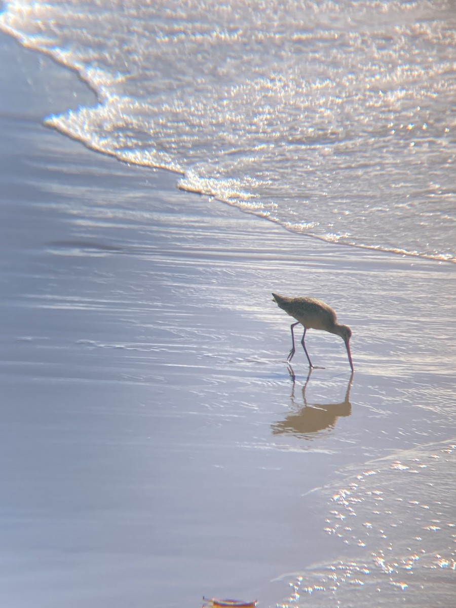 Marbled Godwit - ML619363190