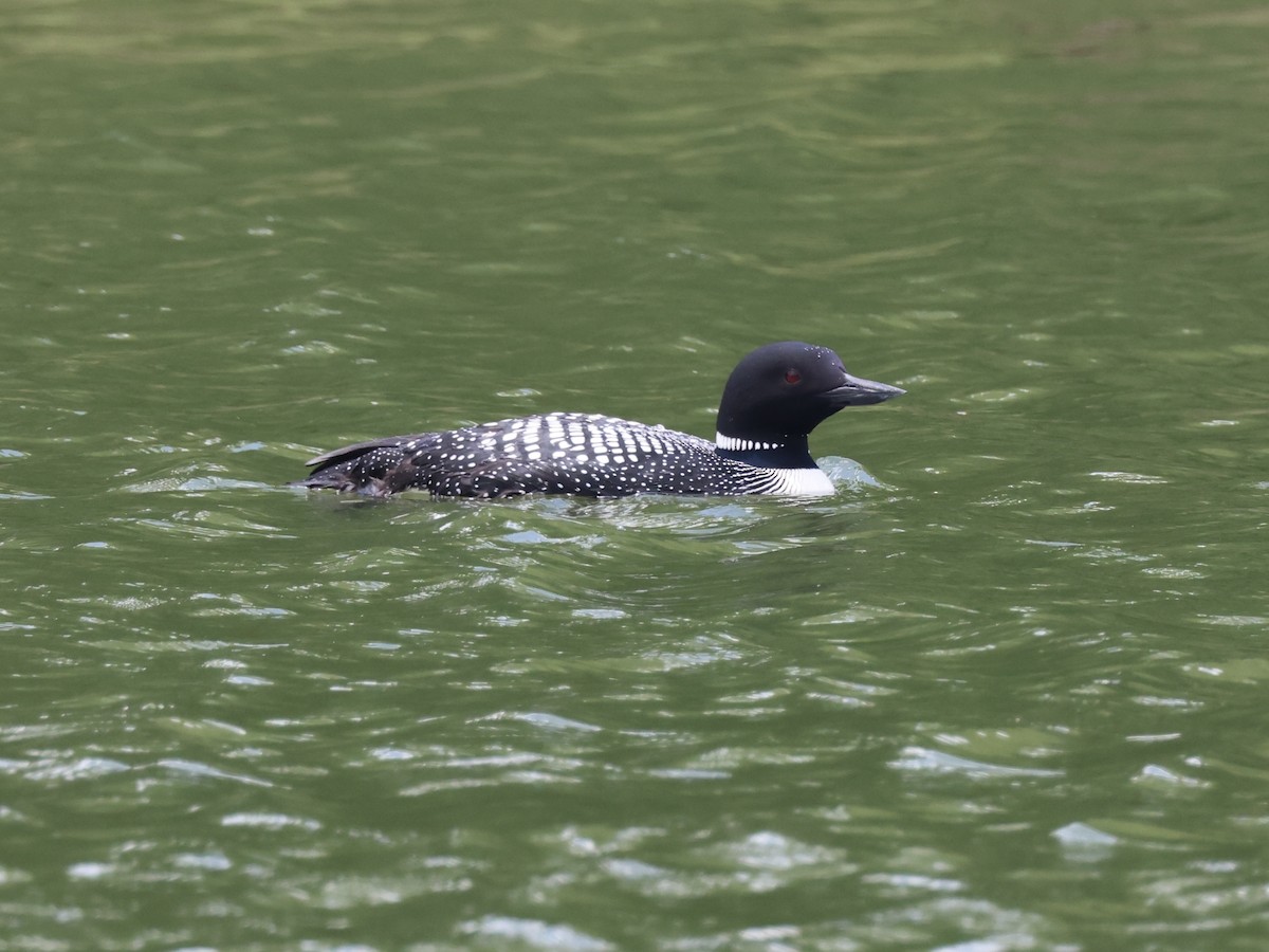 Common Loon - ML619363196