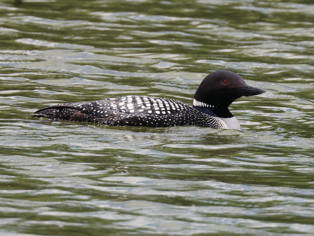 Common Loon - ML619363198