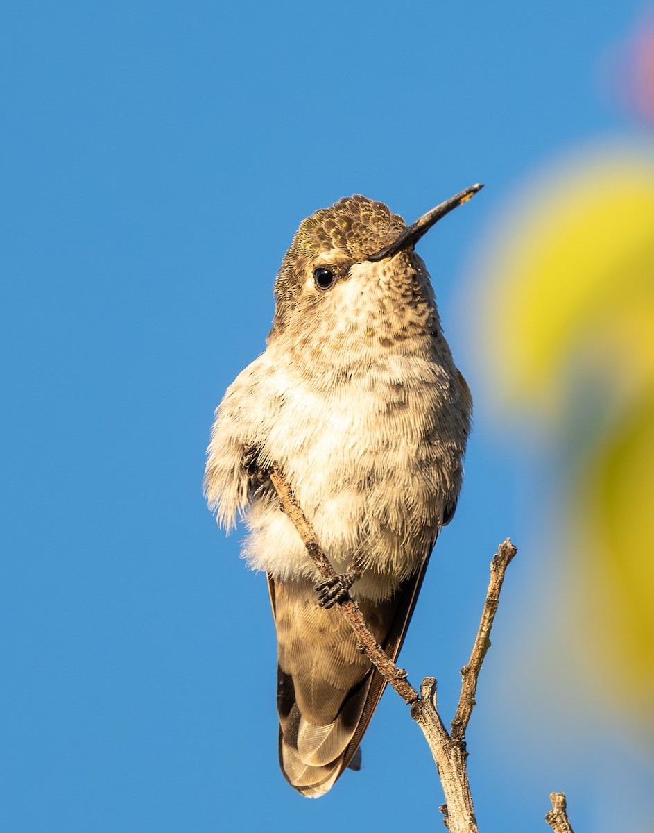 Costa's Hummingbird - Mel Senac