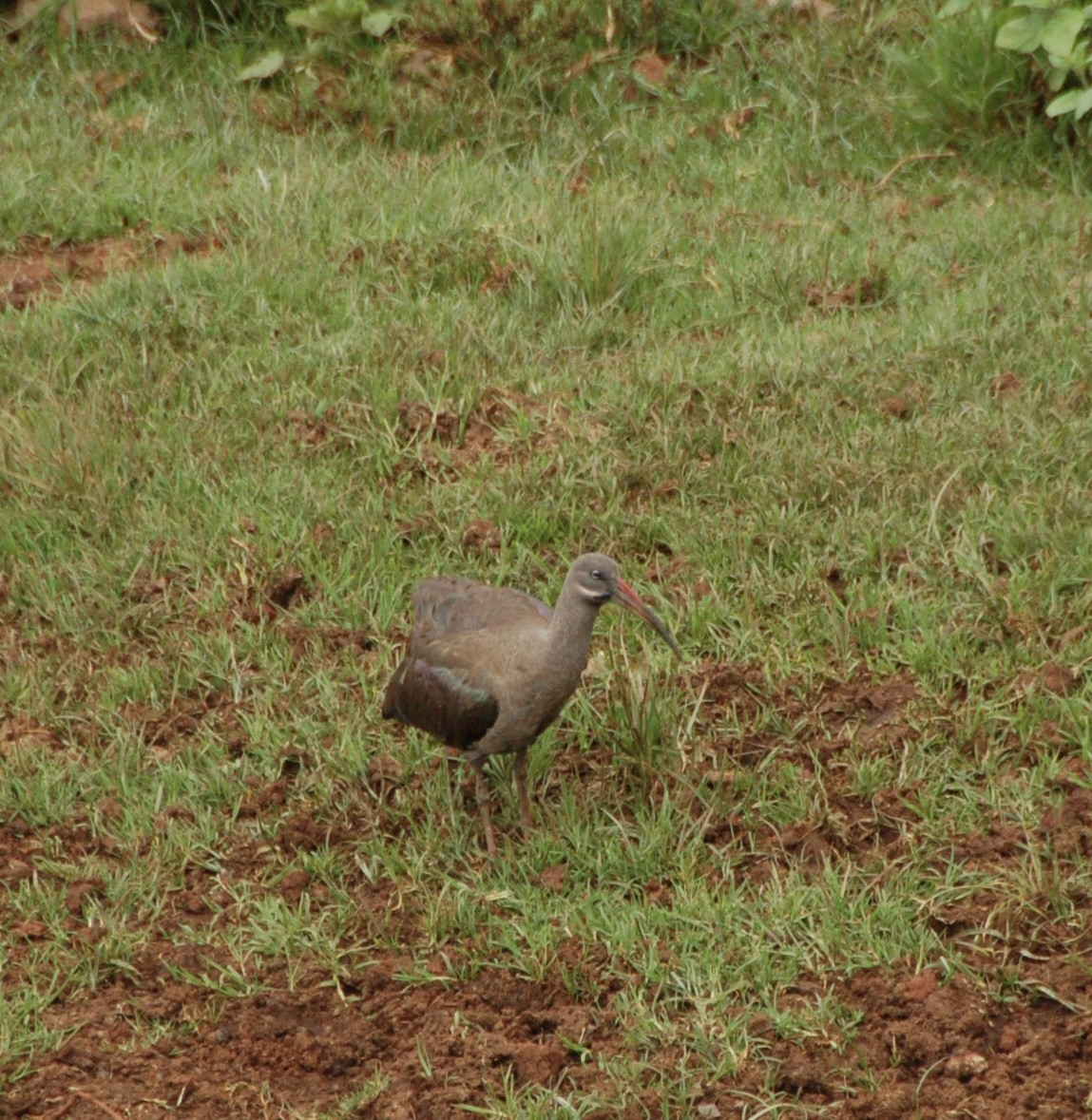 Hadada Ibis - Santiago Garcia Barahona