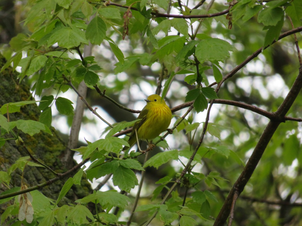 Yellow Warbler - Sam Edwards