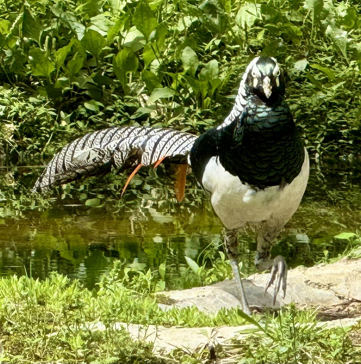 Lady Amherst's Pheasant - ML619363226