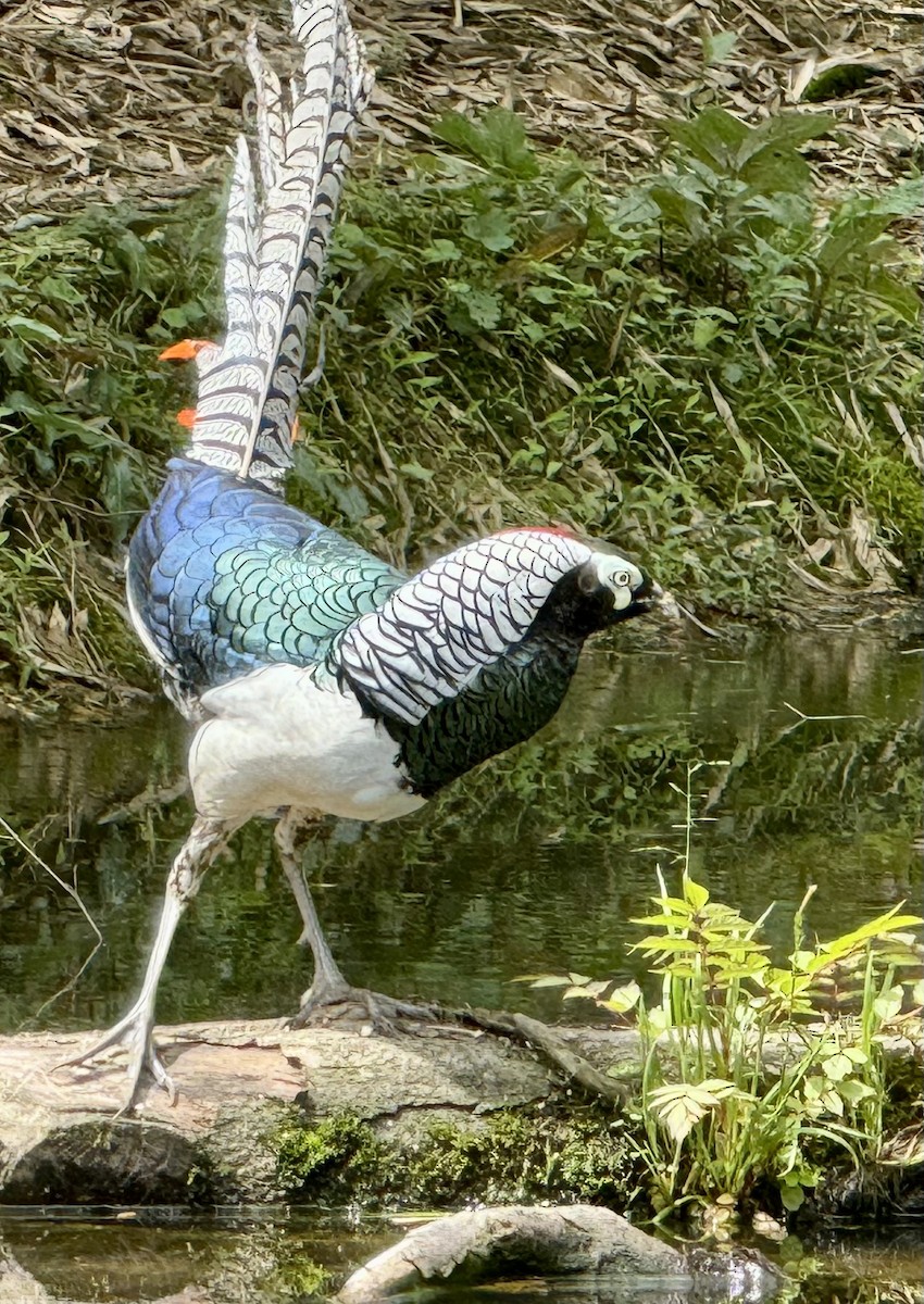 Lady Amherst's Pheasant - Susan Gilliland
