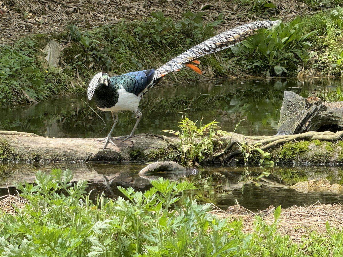 Lady Amherst's Pheasant - ML619363229