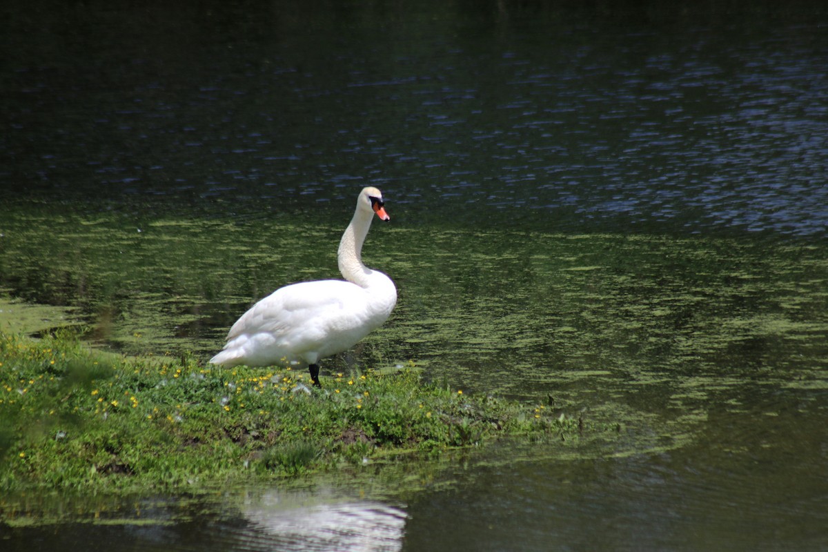 Mute Swan - Zorana Nikodijevic