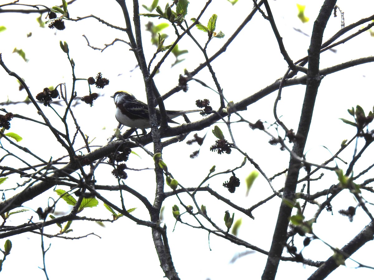 Chestnut-sided Warbler - Nicole St-Amant