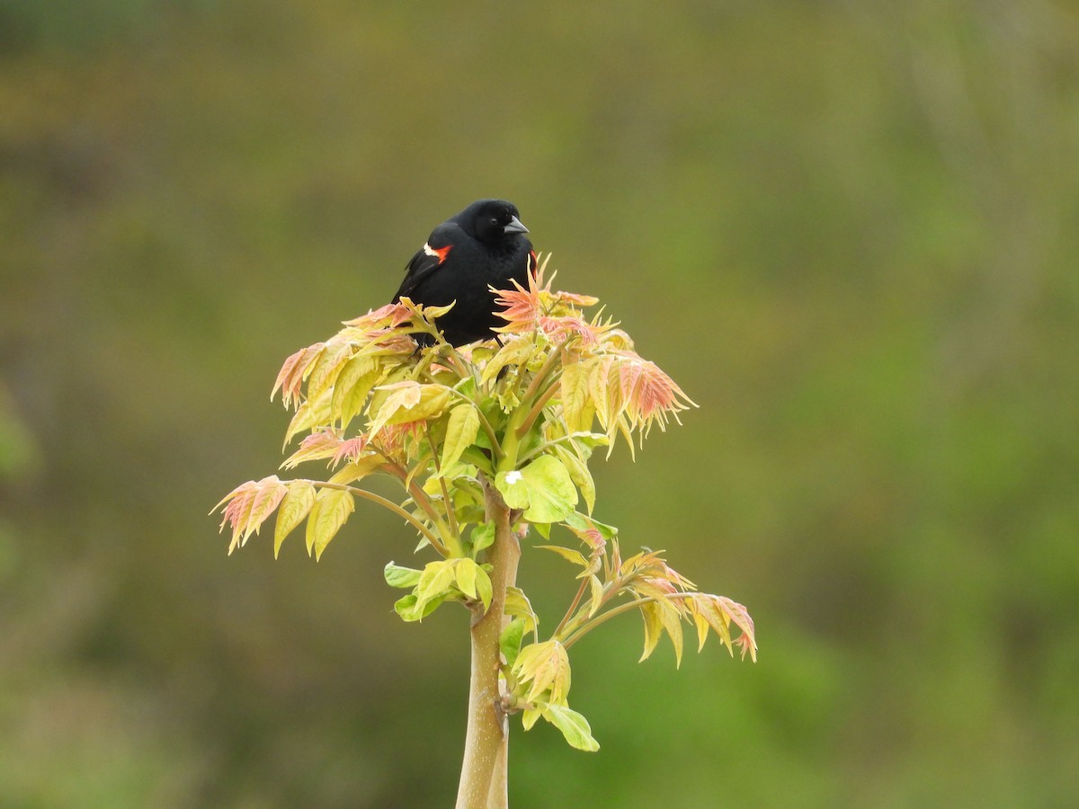 Red-winged Blackbird - Carolyn Longworth