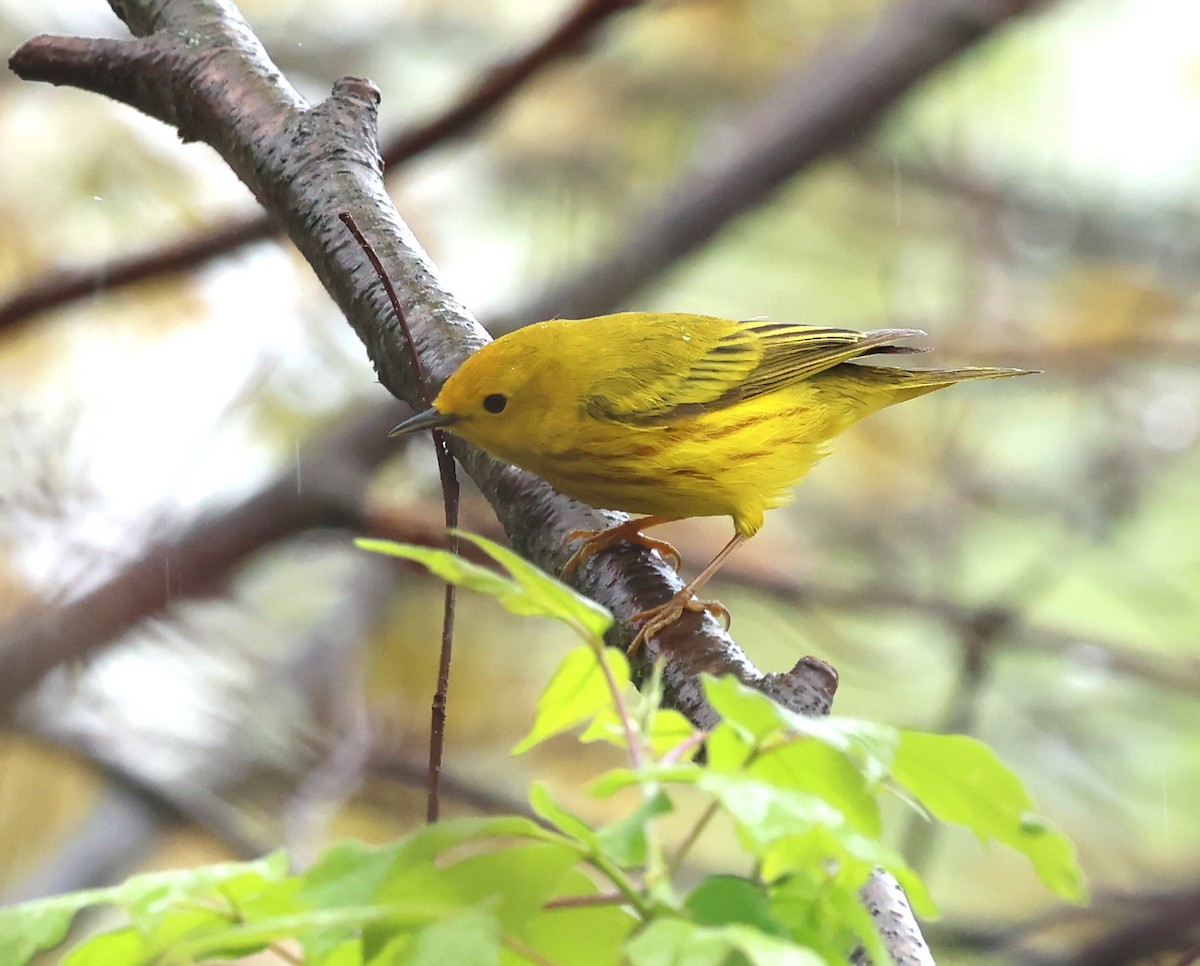 Yellow Warbler - Marie Provost