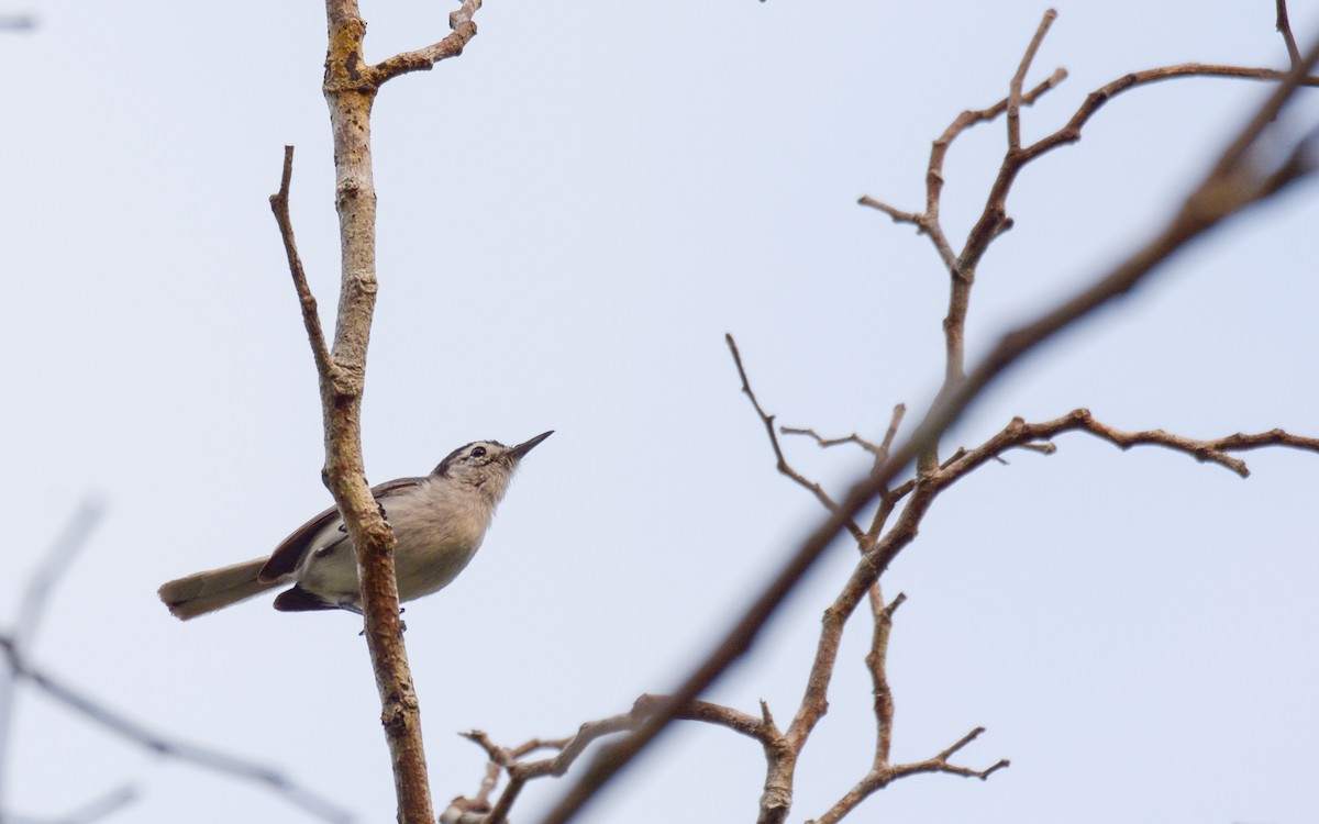 White-browed Gnatcatcher - Luis Trinchan