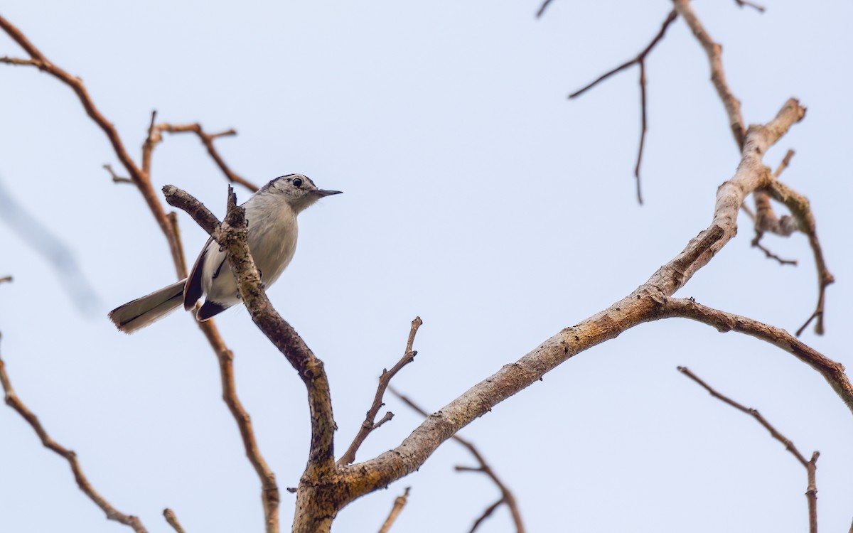 White-browed Gnatcatcher - Luis Trinchan