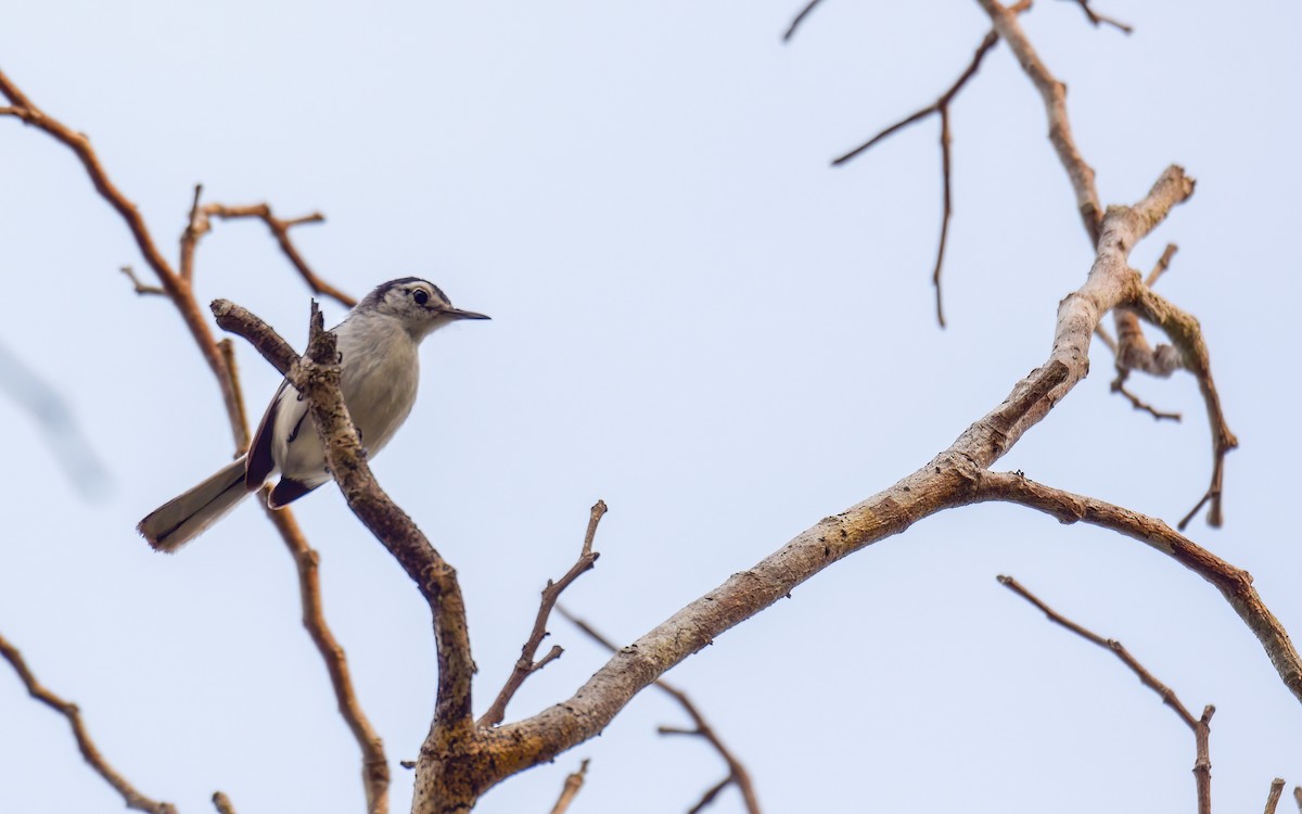 White-browed Gnatcatcher - Luis Trinchan