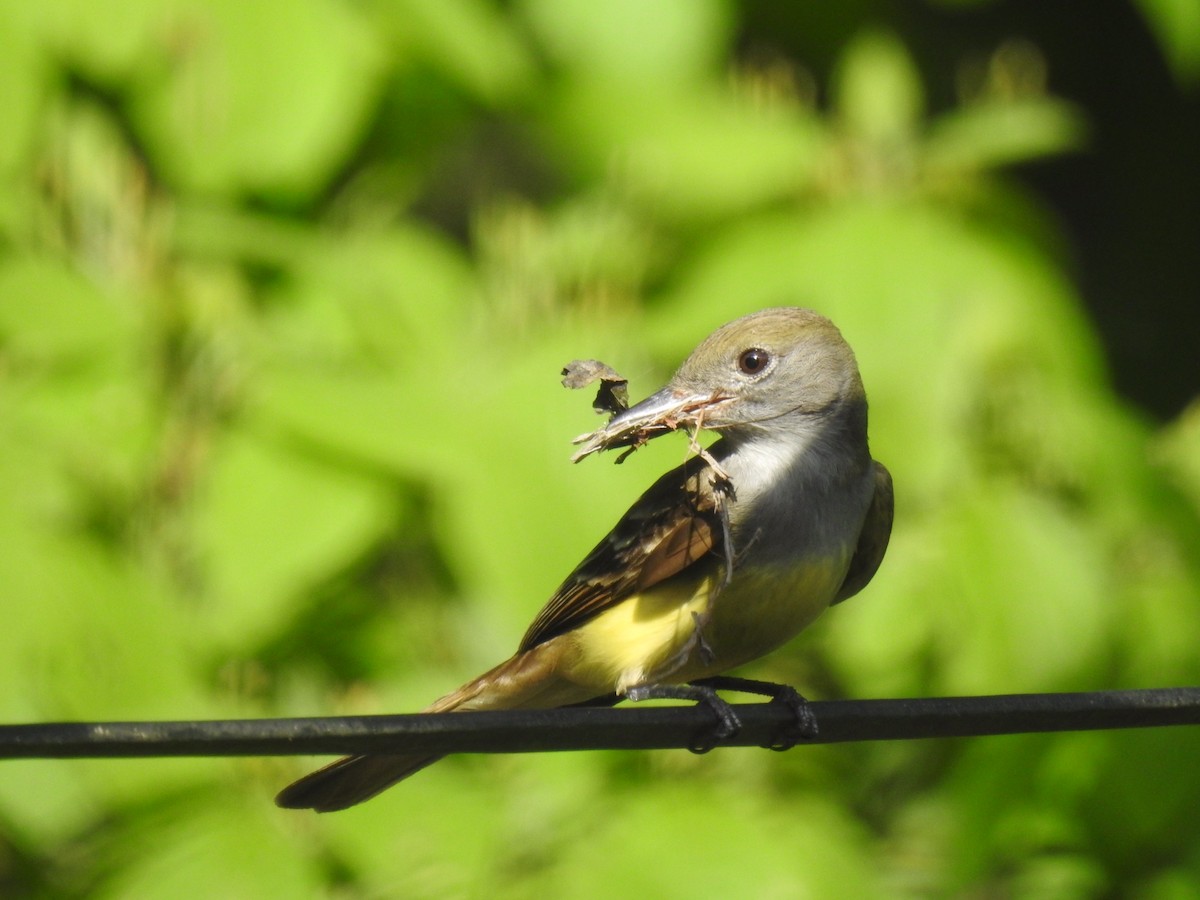 Great Crested Flycatcher - Nancy Tully