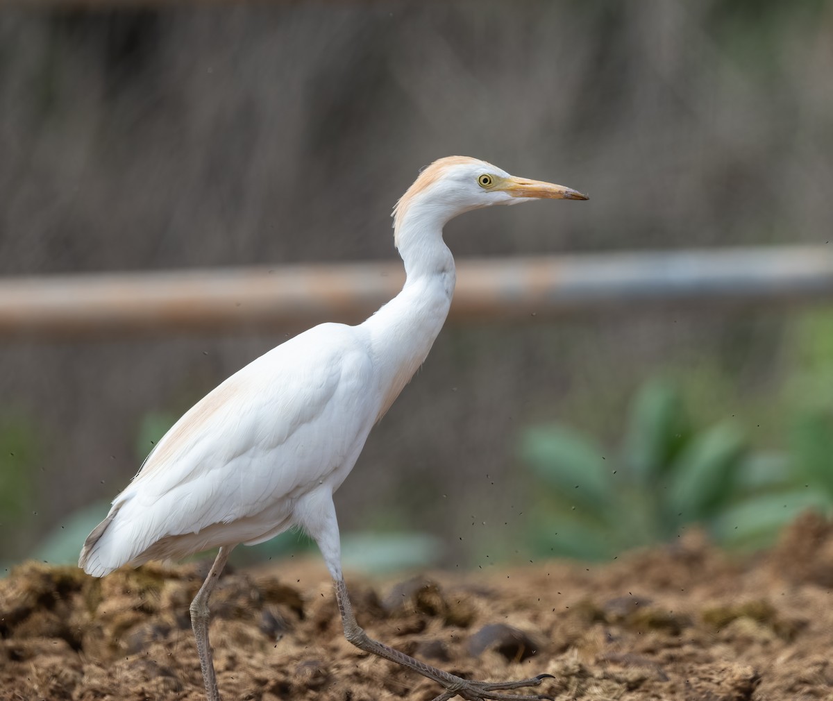 Western Cattle Egret - Mel Senac