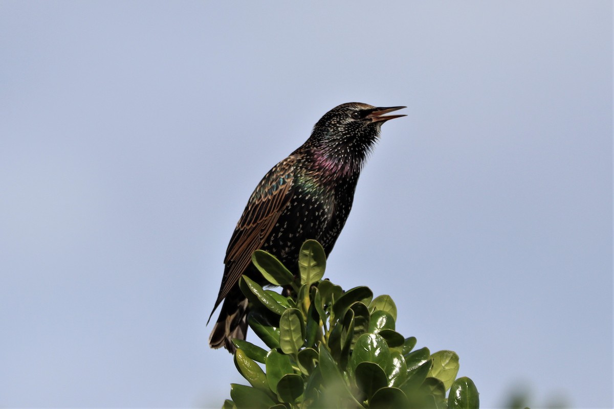 European Starling - ML619363352