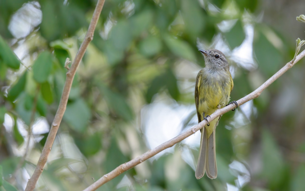 Greenish Elaenia (Greenish) - ML619363353