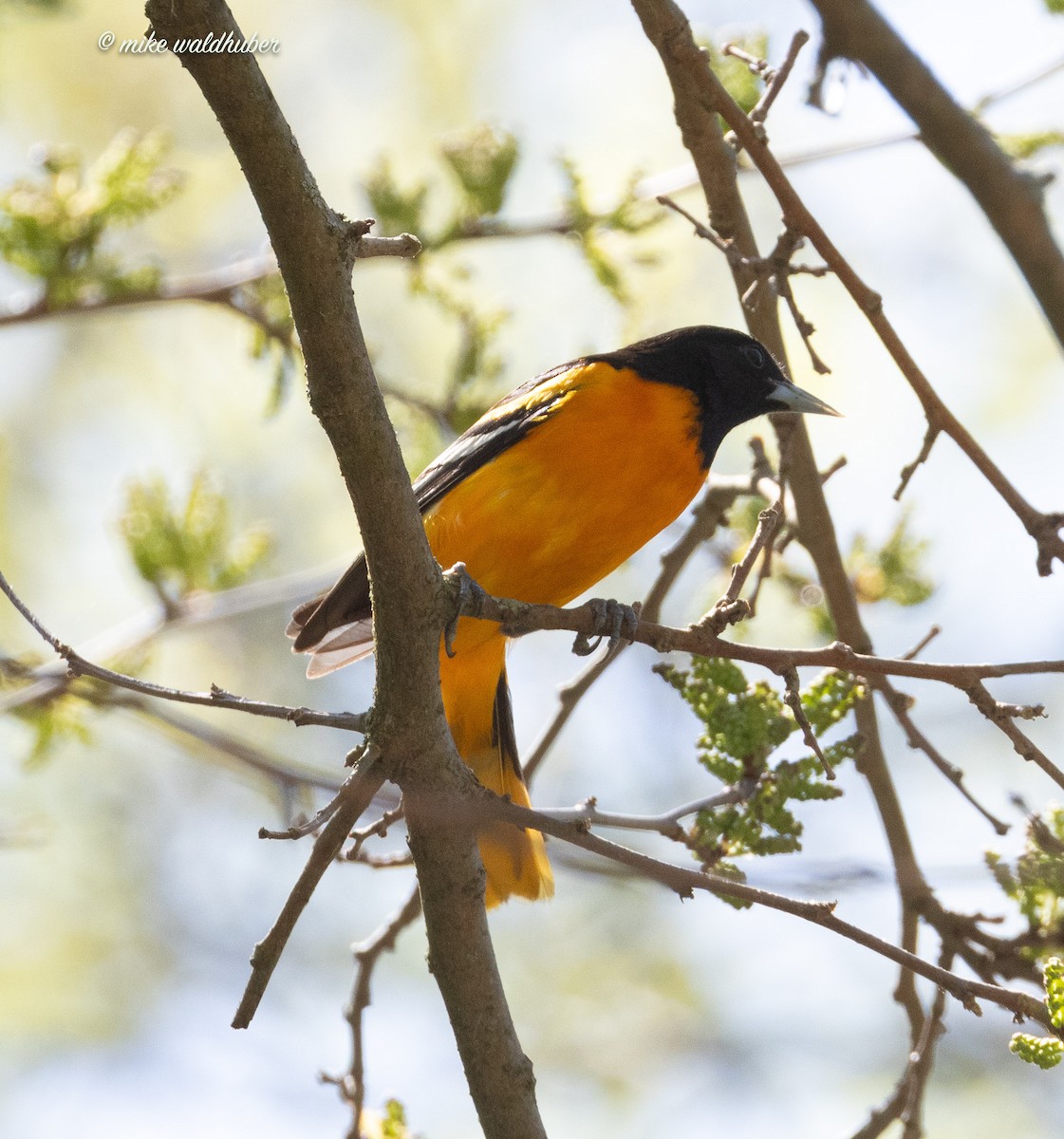 Baltimore Oriole - Mike Waldhuber
