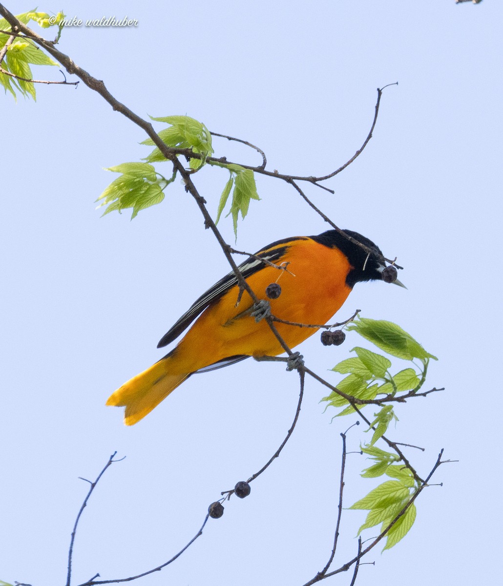 Baltimore Oriole - Mike Waldhuber