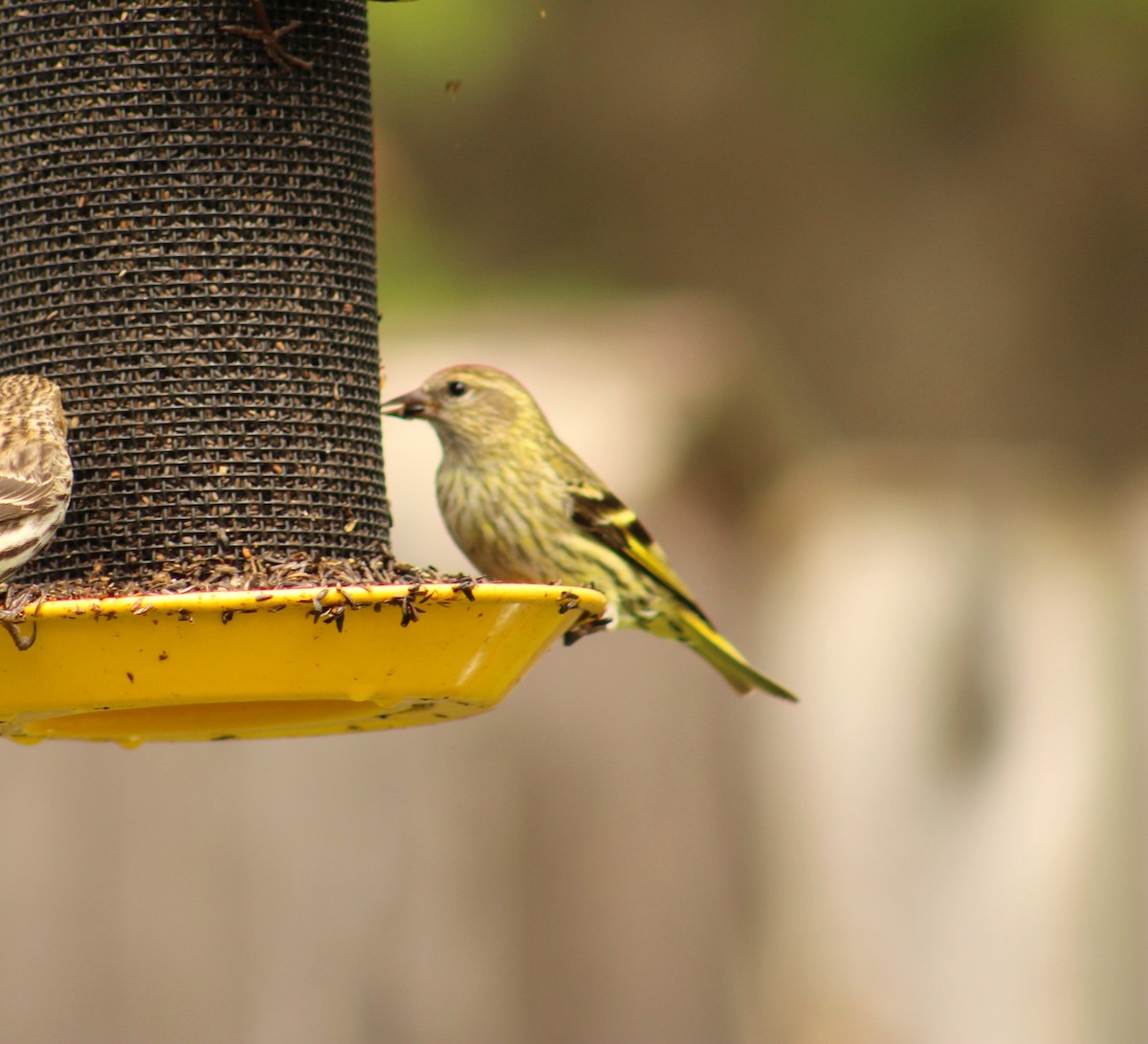 Pine Siskin (green morph) - Amanda Matzke