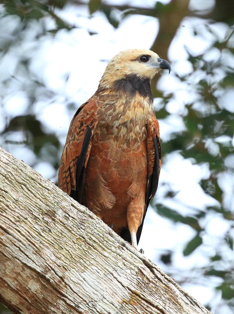 Black-collared Hawk - David Barton