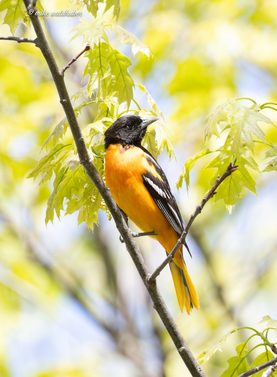 Baltimore Oriole - Mike Waldhuber