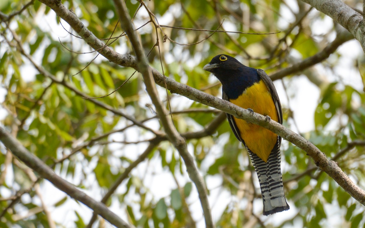 Gartered Trogon - ML619363458