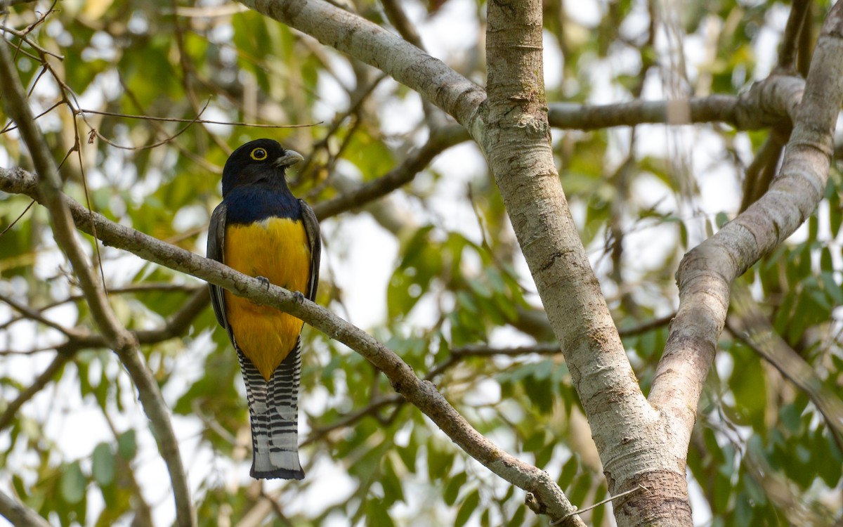 Gartered Trogon - Luis Trinchan