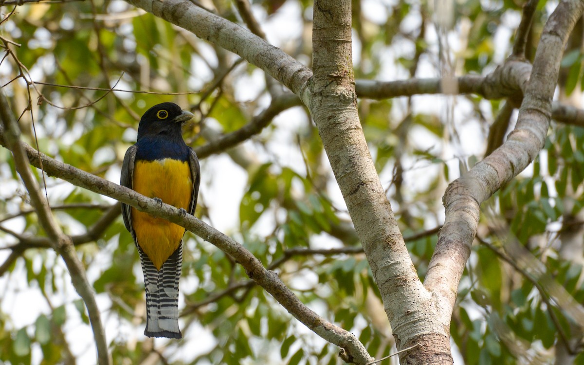 Gartered Trogon - Luis Trinchan