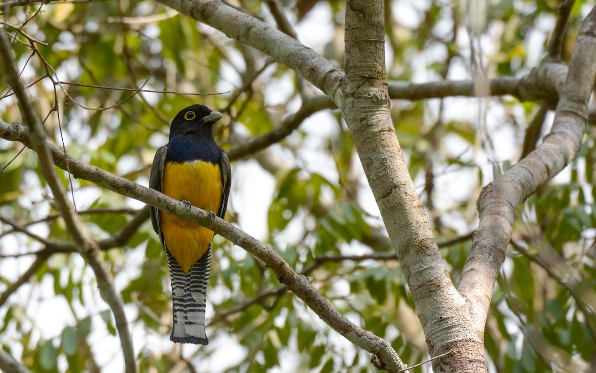 Gartered Trogon - Luis Trinchan