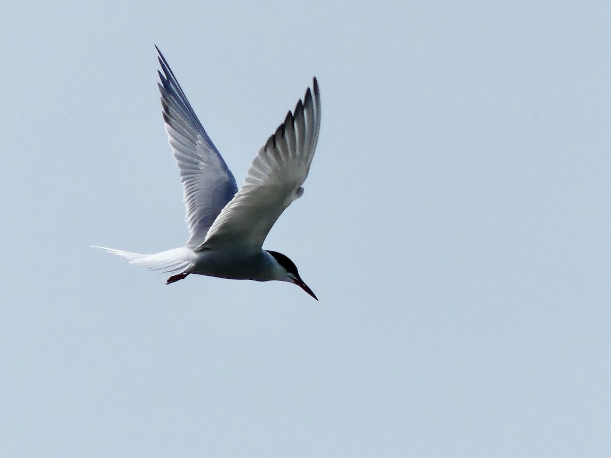 Common Tern - Carole McDonald