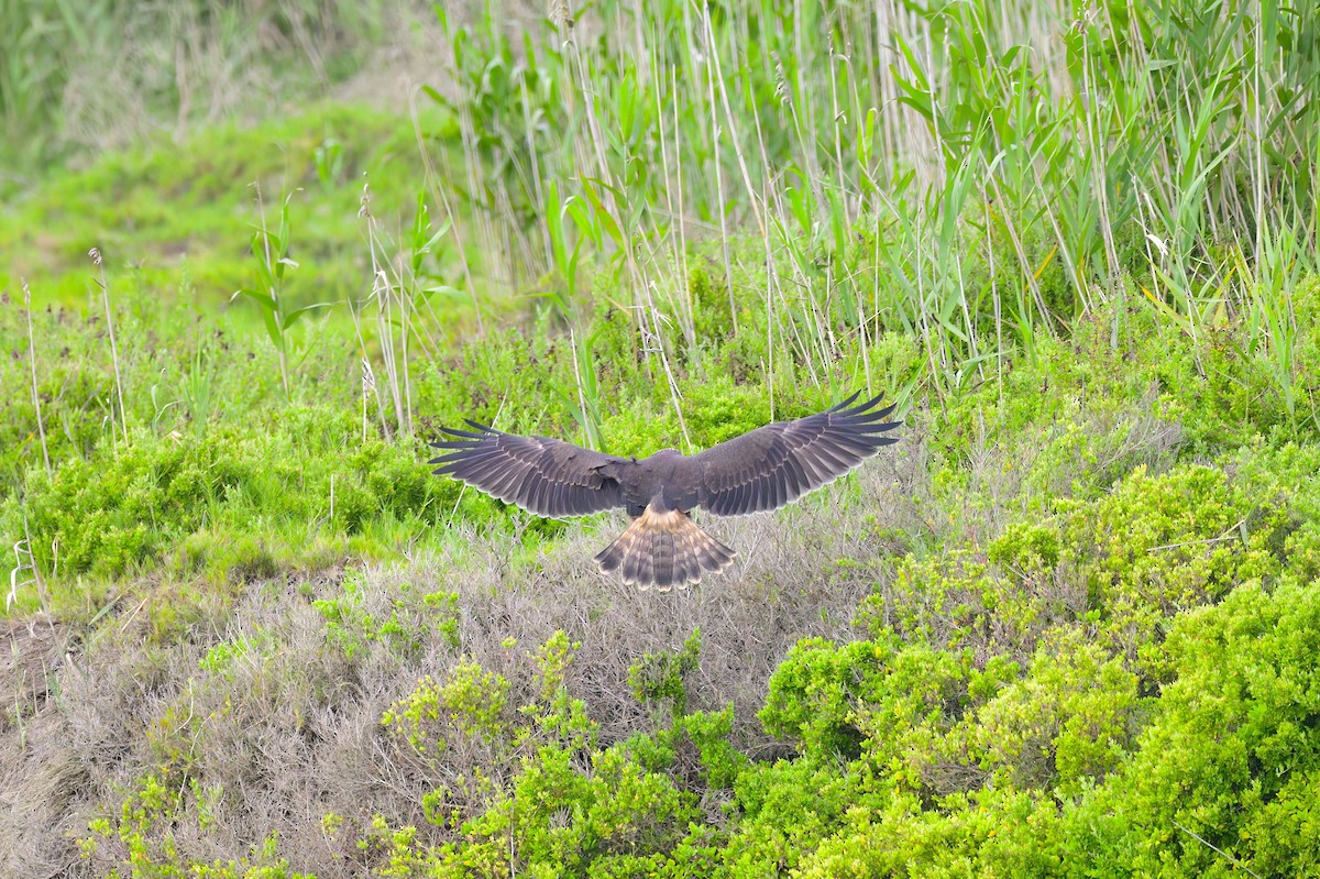 Swamp Harrier - Ken Crawley