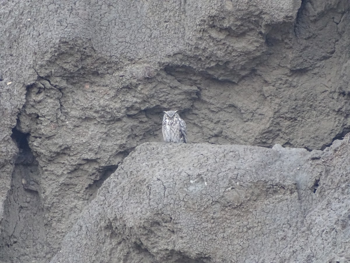 Great Horned Owl - ML619363487