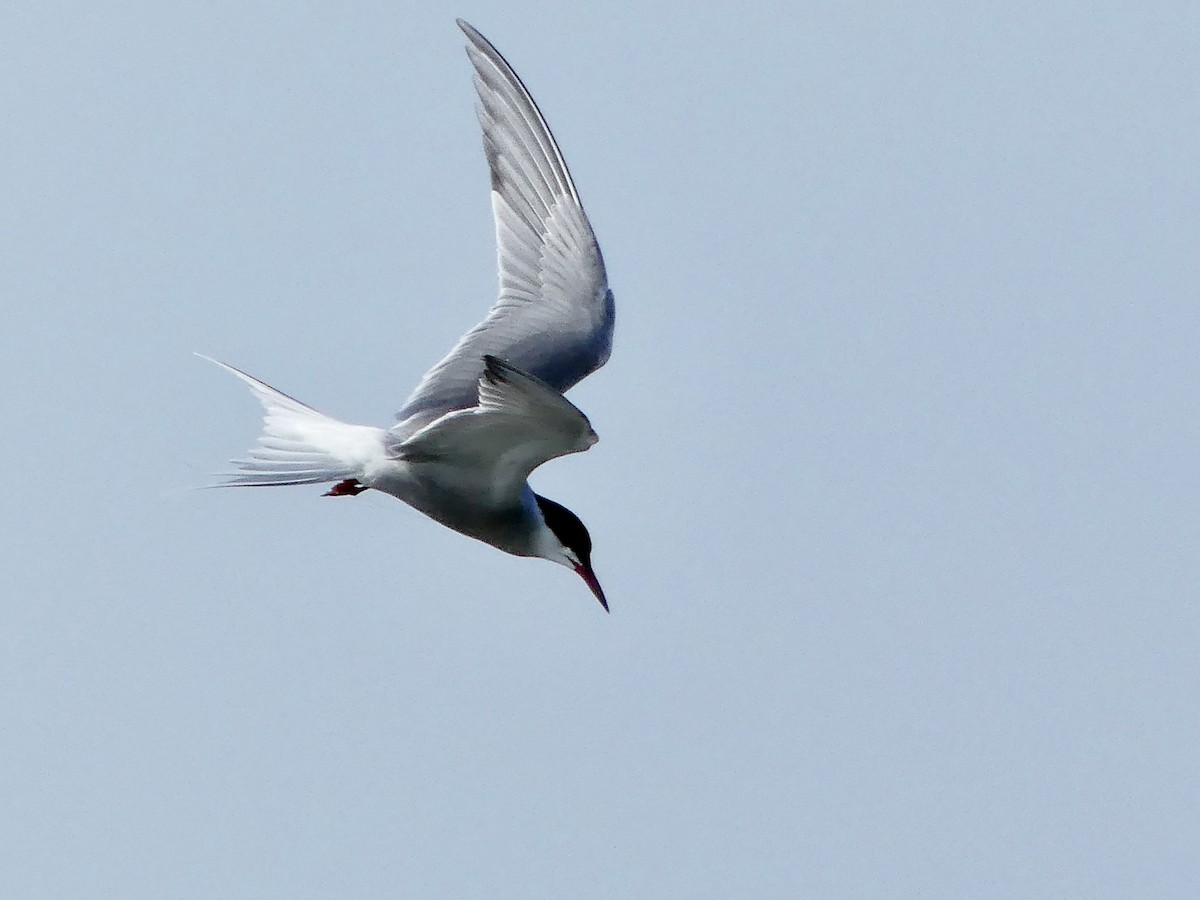 Common Tern - Carole McDonald