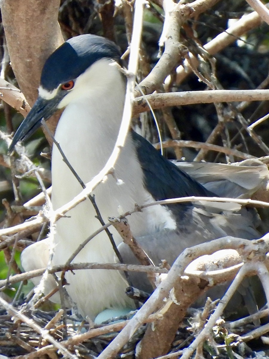 Black-crowned Night Heron - debbie martin