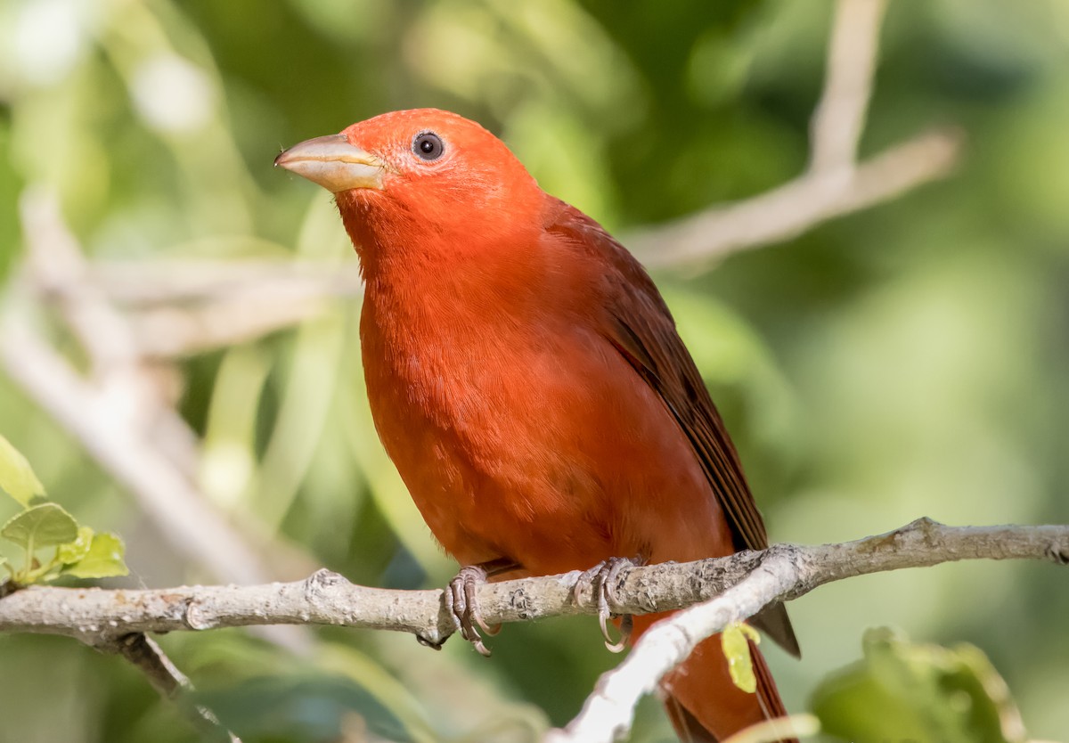 Summer Tanager - Daniel Ward