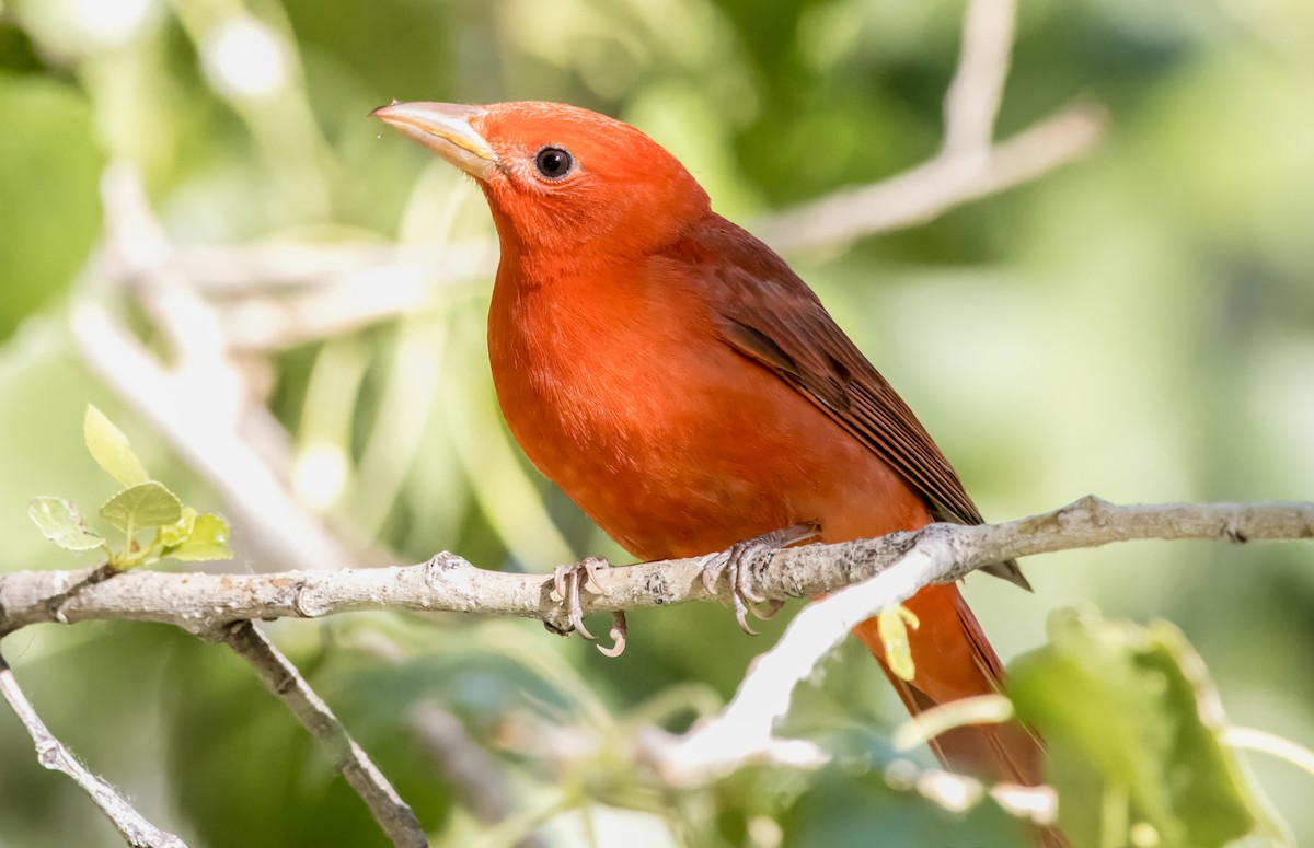 Summer Tanager - Daniel Ward