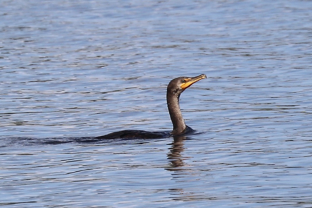 Double-crested Cormorant - Irvin Pitts
