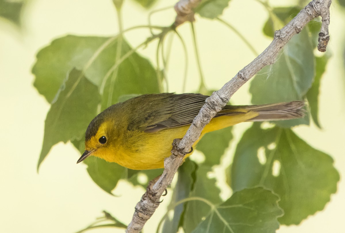 Wilson's Warbler - Daniel Ward