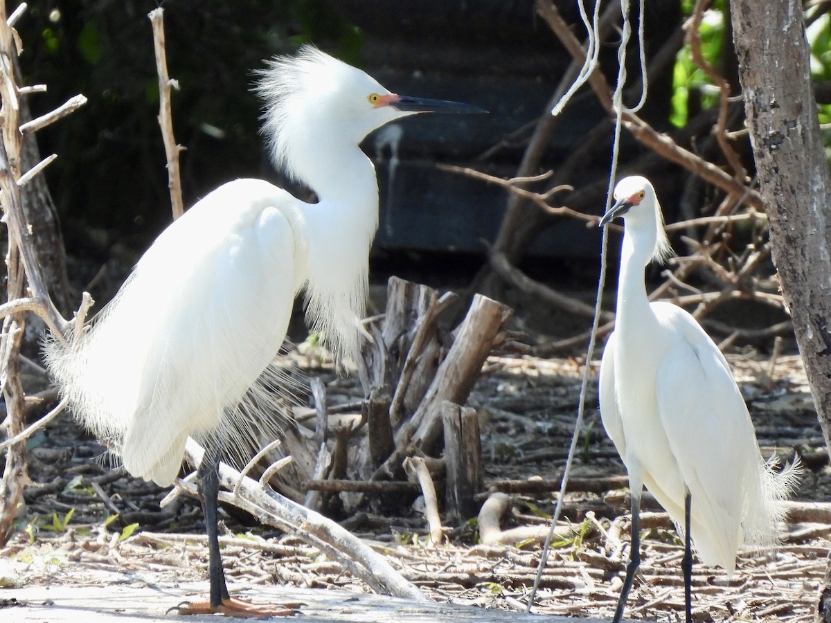 Snowy Egret - debbie martin