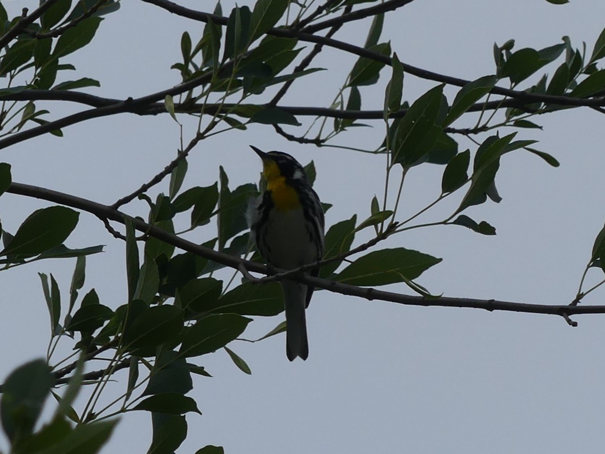 Yellow-throated Warbler - Andrew Weber