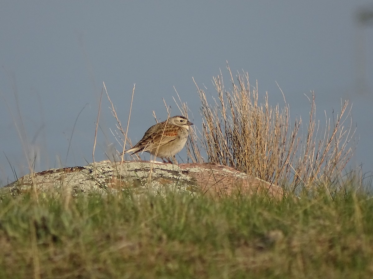 Thick-billed Longspur - Brooke Sanelli