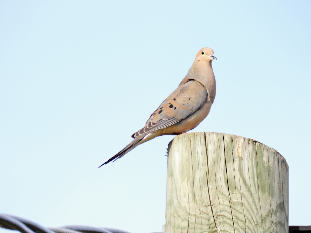 Mourning Dove - Donna DeJong