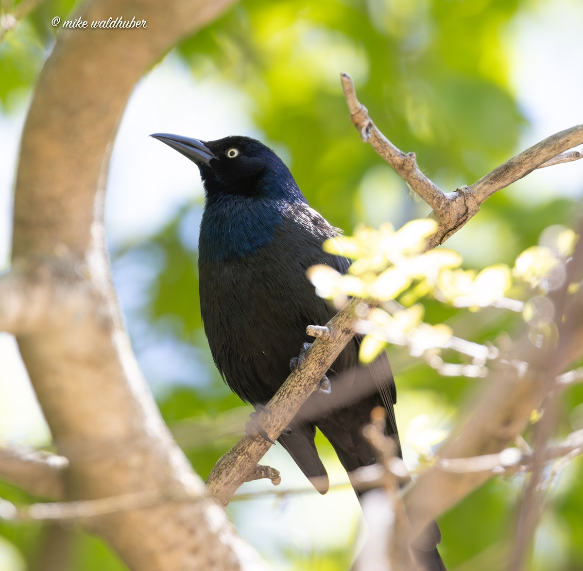 Common Grackle - Mike Waldhuber