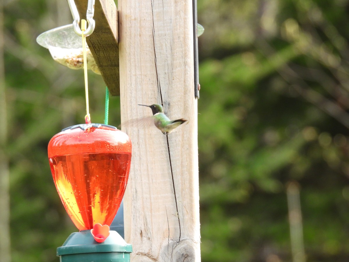 Ruby-throated Hummingbird - Donna DeJong