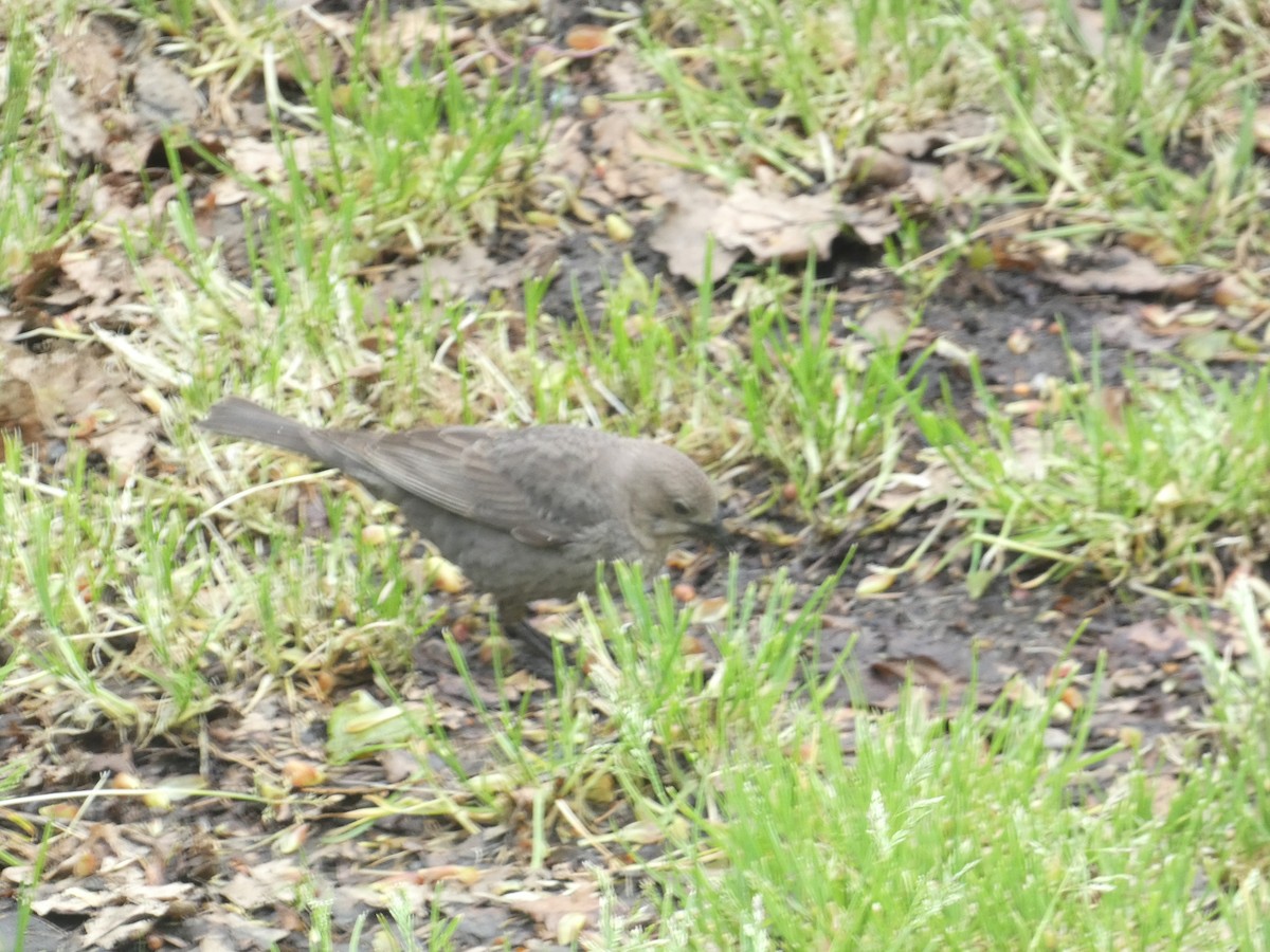 Brown-headed Cowbird - Rithika Fernandes