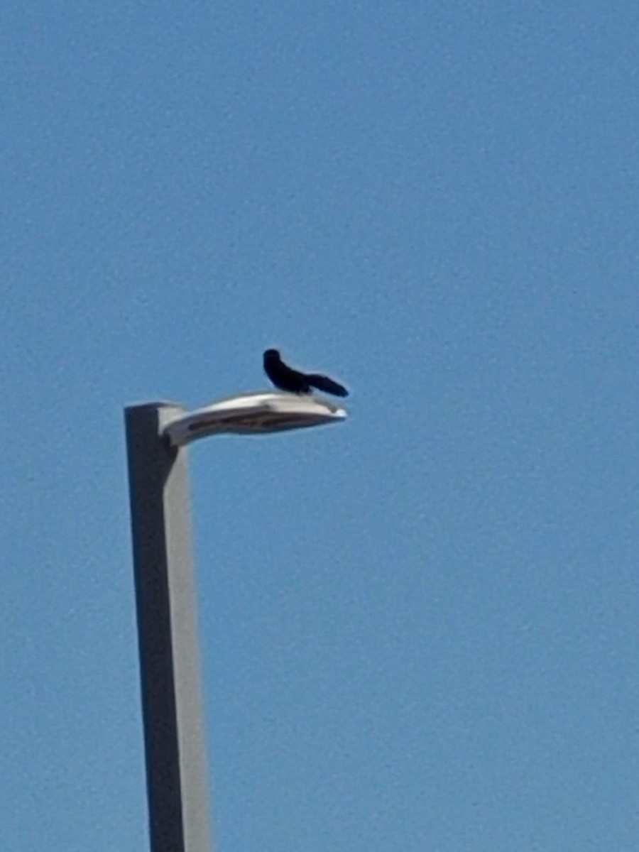 Great-tailed Grackle - Aster Droste