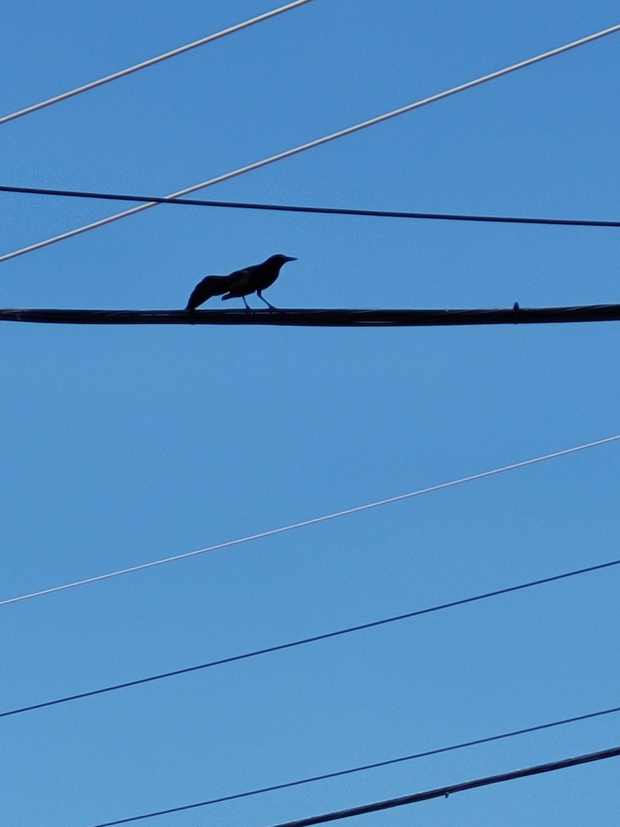 Great-tailed Grackle - Aster Droste