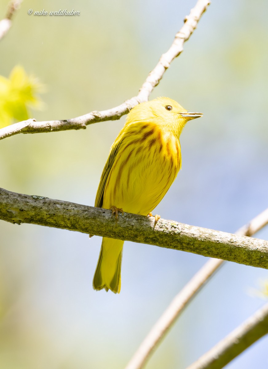 Northern Yellow Warbler - Mike Waldhuber