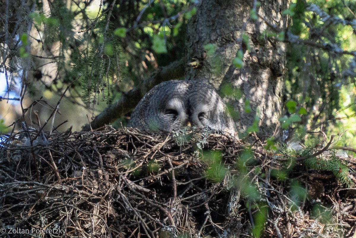 Great Gray Owl - Zoltan Poleretzky